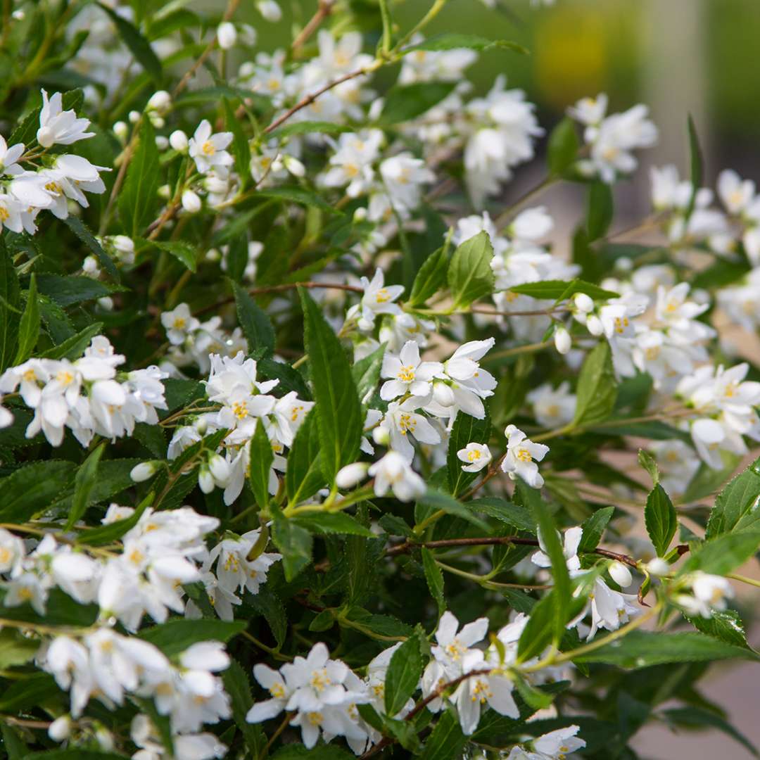 DEUTZIA 